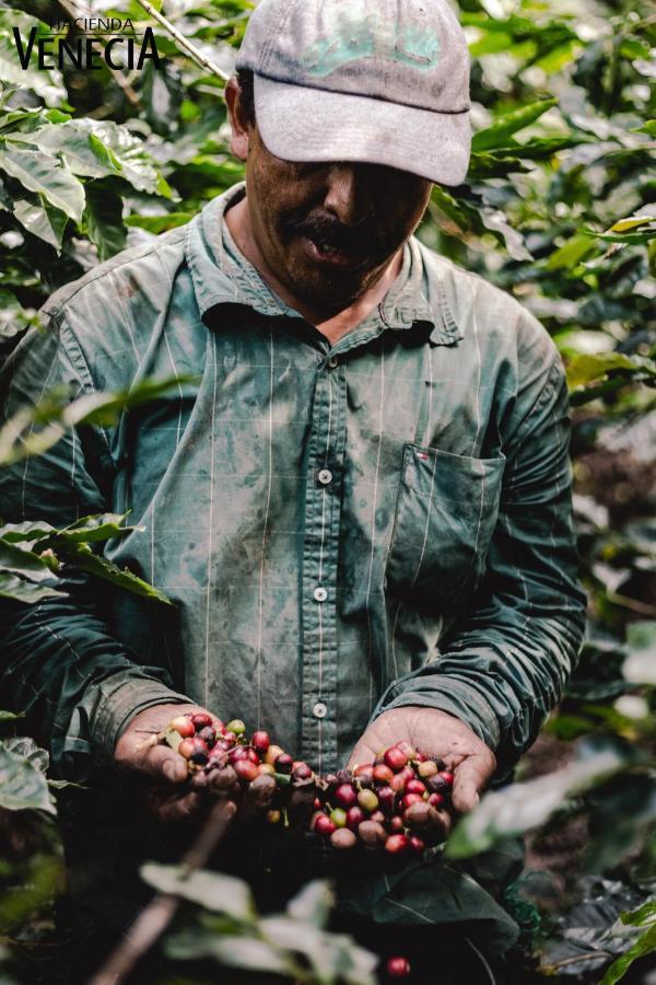 Hacienda Venecia Coffee Farm Hotel San Peregrino 外观 照片