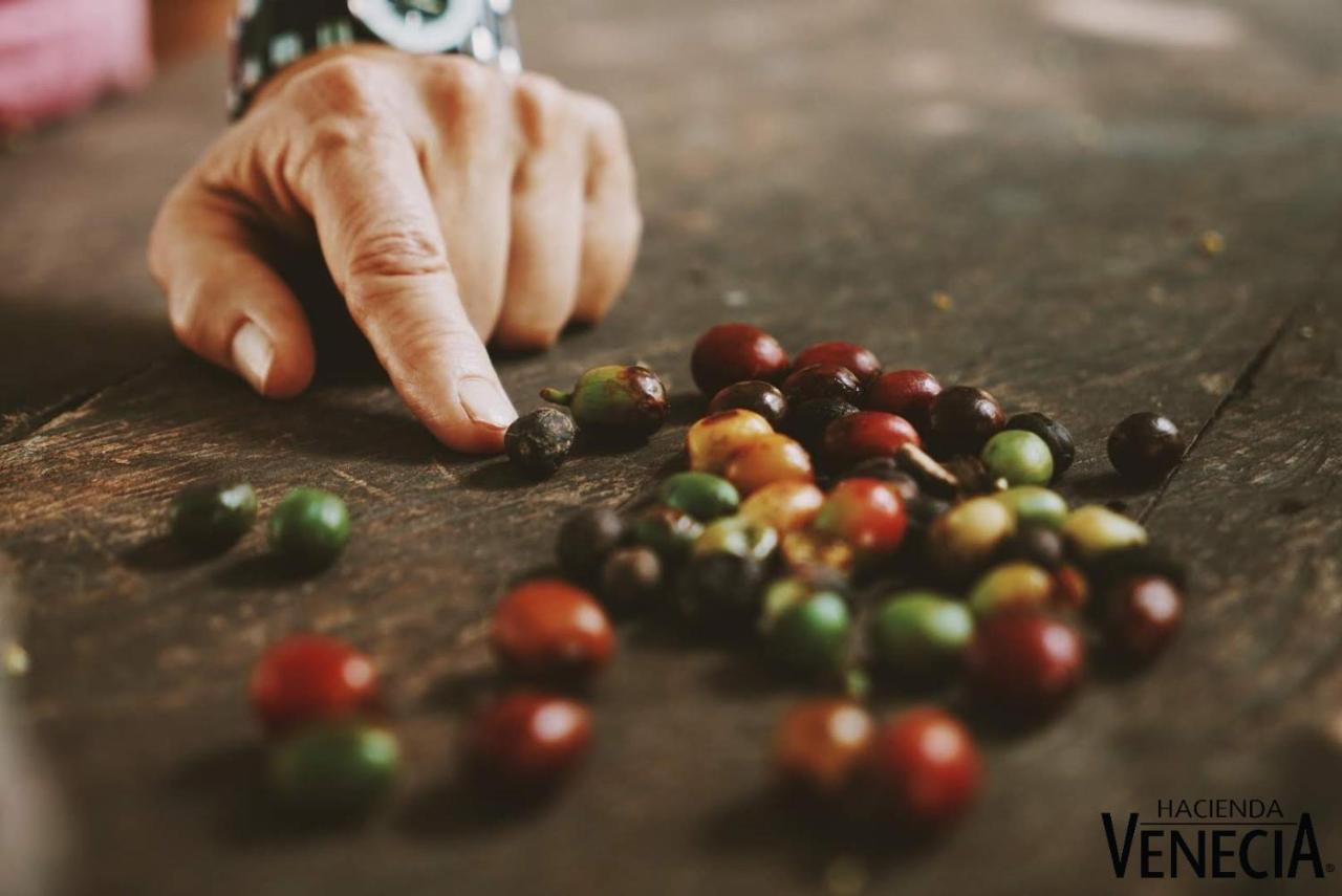 Hacienda Venecia Coffee Farm Hotel San Peregrino 外观 照片